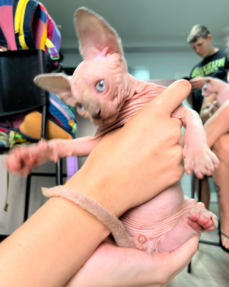 Ultimo cucciolo di sphynx disponibile