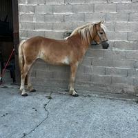 Femmina haflinger