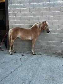 Femmina haflinger