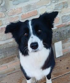 Coppia di Border Collie