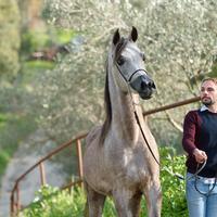 Puledro arabo