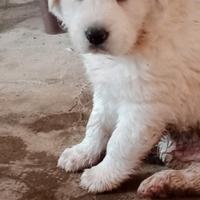 Cucciolo di maremmano