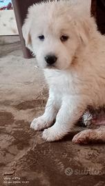 Cucciolo di maremmano