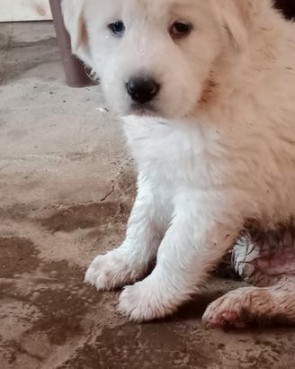 Cucciolo di maremmano