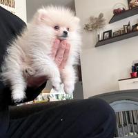 Spitz di pomerania linea coreana Max 18 cm AD