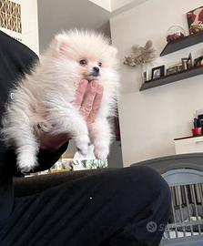 Spitz di pomerania linea coreana Max 18 cm AD