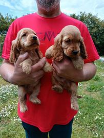 Cocker Spanish con pedigree