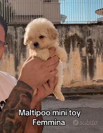 Maltipooo mini toy