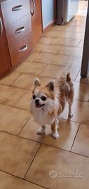 Chiuahua ciwawa