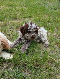 Cucciola di Lagotto