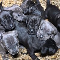 Cuccioli di Corso
