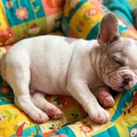 Bulldog francese