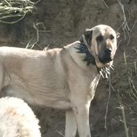 Cucciolone Kangal Malakli gigante