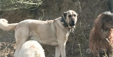 Cucciolone Kangal Malakli gigante