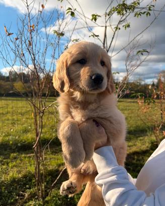 Cuccioli golden retriever