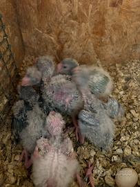 Pulli kakariki geezmond