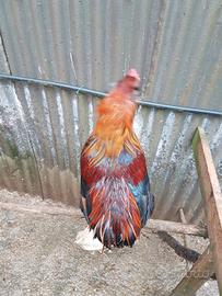 Gallo esemplare raro