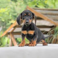 Cucciolo di Bassotto