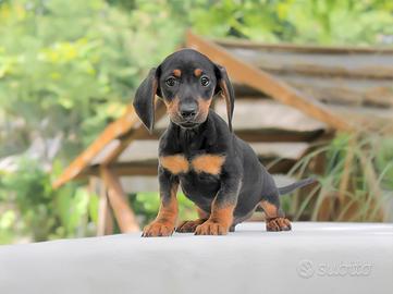 Cucciolo di Bassotto