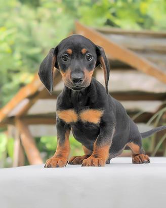 Cucciolo di Bassotto