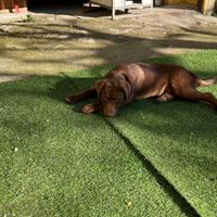 Cucciolo mix Labrador e pastore di 5 mesi