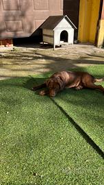 Cucciolo mix Labrador e pastore di 5 mesi