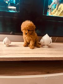 Barboncina toy/mini toy