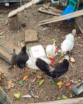 Galline di varie razze 