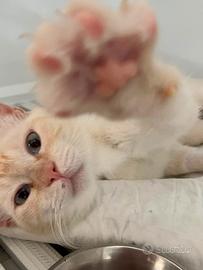 Ettore, il gatto dagli occhi color mare