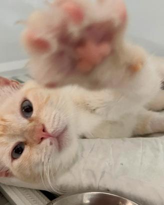 Ettore, il gatto dagli occhi color mare