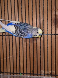 Disponibili cocorite 7,50