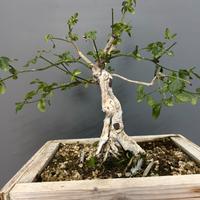 Pre bonsai di Jasminum nudiflorum