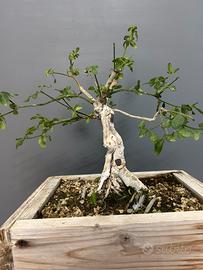 Pre bonsai di Jasminum nudiflorum