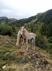 Puledra Haflinger