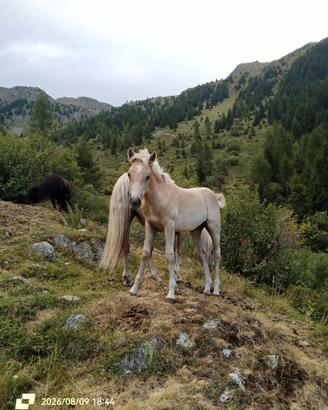 Puledra Haflinger