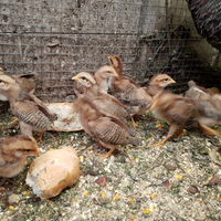 Pulcini galline Livorno collo oro