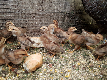 Pulcini galline Livorno collo oro