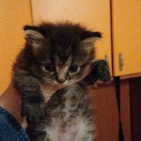 Disponibile persiana