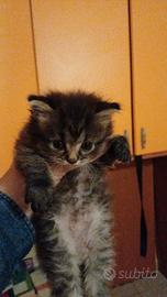 Disponibile persiana