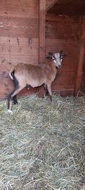 agnello camerun x muflone