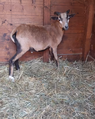 agnello camerun x muflone