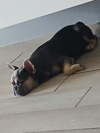  DIVA sei mesi cucciola
