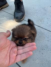 Cucciolo di Spitz nano dí Pomerania