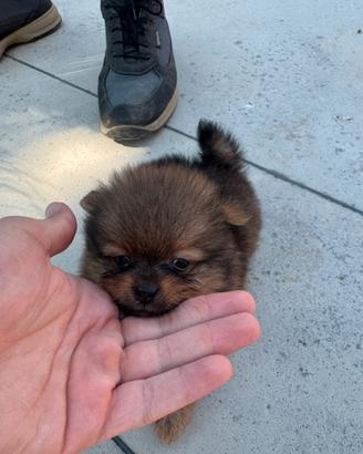 Cucciolo di Spitz nano dí Pomerania