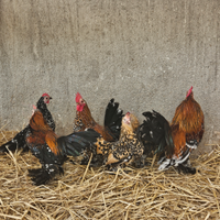Galline sabelpoot millefiori