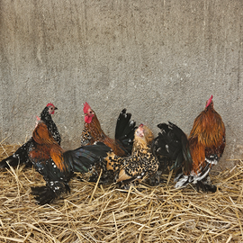 Galline sabelpoot millefiori