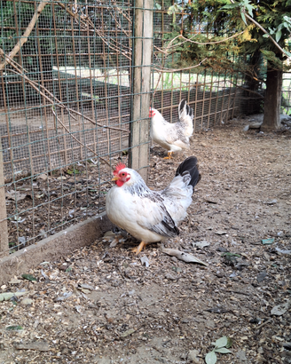 Galline nane