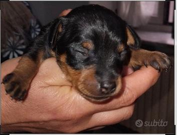 Cane Pinscher