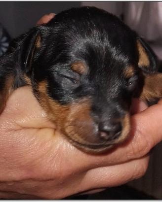 Cane Pinscher