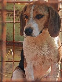 Beagle